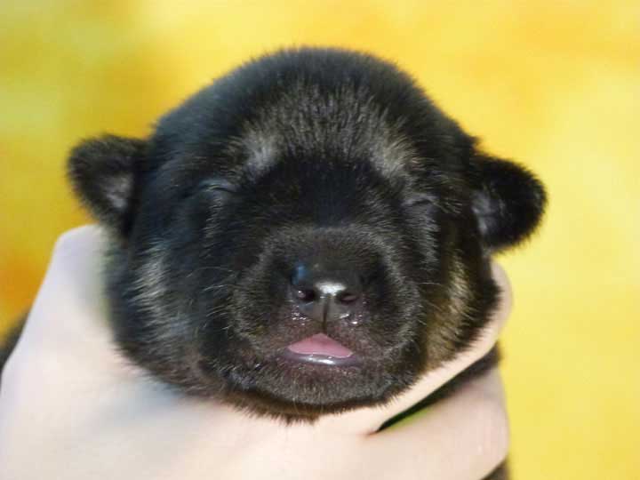 chinook puppy
